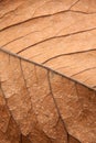 Close up background texture of brown leaf