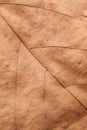 Close up background texture of brown leaf