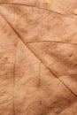 Close up background texture of brown leaf Royalty Free Stock Photo