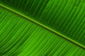 Close up background texture of green palm leaf veins