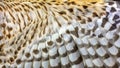 Close up background texture of the inside feathers of a hawk`s wing Royalty Free Stock Photo