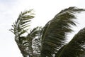 Close Up Background texture with leaves and sky with palm tree blowing in wind