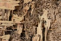 Closeup background and texture of nest termite at wooden wall Royalty Free Stock Photo