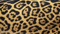 Jaguar fur background texture Royalty Free Stock Photo