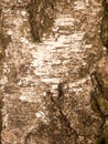 Close up background texture of white broken wooden bark Royalty Free Stock Photo