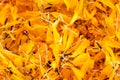 Yellow marigold petals Royalty Free Stock Photo