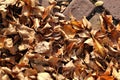 Seasonal filled frame close up background wallpaper autumn shot of a big pile of soft orange yellow dry leaves lying on an old red Royalty Free Stock Photo