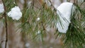 close-up, on the background of the winter forest, the pine needles on the branches of the pine are shown, the snow lies Royalty Free Stock Photo