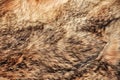 Close-up background wolfskin full frame. Gray wolf fur natural skin