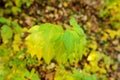 Close-up background of young maple tree in the autumn wood