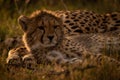 Close-up of backlit cheetah cub in grass