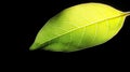Close Up of a Backlit Green Leaf on Black Royalty Free Stock Photo
