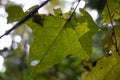 Macro View of a Backlit Green Leaf Showing Intricate Vein Patterns Royalty Free Stock Photo