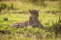 Close-up of backlit lioness lying in grass Royalty Free Stock Photo