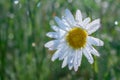 Oxeye daisy in morning dew with green background Royalty Free Stock Photo