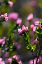 Close up of backlit pink flowers of the Australian Native Rose, Boronia serrulata, family Rutaceae