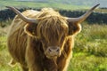 Close up of a backlit portrait of a highland cow Royalty Free Stock Photo