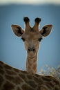Close-up of backlit southern giraffe behind mother