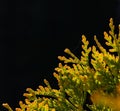 Close up backlit thuja or cedar leaves