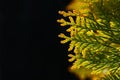 Close up backlit thuja or cedar leaves