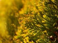 Close up backlit thuja or cedar leaves