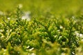 Close up backlit thuja or cedar leaves