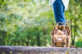 Close up backpack of woman backpacker standing on countryside road with tree in spring green seasonal,Alone travel or single Royalty Free Stock Photo