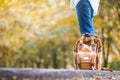 Close up backpack of woman backpacker standing on countryside road with tree in autumn fall seasonal,Alone travel or single Royalty Free Stock Photo