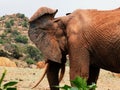 Close up of backside of African elephant ear latticed with blood vessels at Tsavo East National Park in Kenya Royalty Free Stock Photo