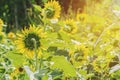 Close-up Backside Sunflower in Garden morning. Royalty Free Stock Photo