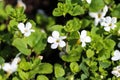 close up of Bacopa monnieri flower, also called waterhyssop, brahmi, thyme-leafed gratiola, water hyssop, herb of grace, Indian