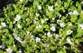 close up of Bacopa monnieri flower, also called waterhyssop, brahmi, thyme-leafed gratiola, water hyssop, herb of grace, Indian Royalty Free Stock Photo