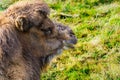Close up on Bactrian camel (Camelus bactrianus) resting on grass
