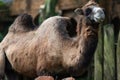 Close-Up of a Bactrian Camel at Zoo Royalty Free Stock Photo