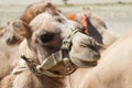 Close up of Bactrian camels in Himalayas. Hunder village, Nubra