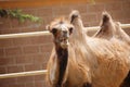 Close up of a Bactrian two hump camel with it`s mouth open. Camelus bactrianus Royalty Free Stock Photo