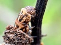 Close up Bagworm moth Royalty Free Stock Photo
