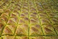 Close up of bakery sheet with many pieces of sweet paff pastry. Bakery trays with square sweetened pies with filling. Royalty Free Stock Photo