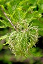 Close-up of Bald Cypress leaves Taxodium distichum Royalty Free Stock Photo