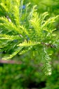 Close-up of Bald Cypress leaves Taxodium distichum