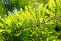 Close-up of Bald Cypress leaves Taxodium distichum
