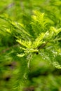 Close-up of Bald Cypress leaves Taxodium distichum