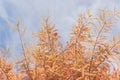 Close-up Bald Cypress tree autumn leaves with round cones in Tex Royalty Free Stock Photo