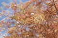 Close-up Bald Cypress tree autumn leaves with round cones in Tex Royalty Free Stock Photo