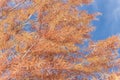 Close-up Bald Cypress tree autumn leaves with round cones in Tex Royalty Free Stock Photo