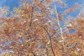 Close-up Bald Cypress tree autumn leaves with round cones in Tex Royalty Free Stock Photo