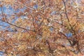 Close-up Bald Cypress tree autumn leaves with round cones in Tex Royalty Free Stock Photo