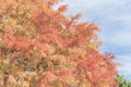 Close-up Bald Cypress tree autumn leaves with round cones in Tex Royalty Free Stock Photo