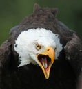 Close of an angry looking Bald Eagle calling Royalty Free Stock Photo