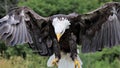 Bald Eagle coming in for a Landing Close-up Royalty Free Stock Photo